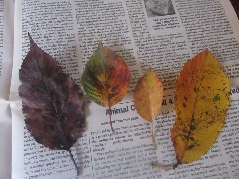 今日は二十四節気「立冬」。季節の移ろいを虎視眈々と楽しもう！たとえば冬の青空と木の葉のお土産。／11/7=旧10/8・癸巳