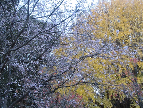 銀杏と冬桜