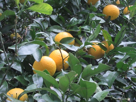 七十二候は「橘始黄（たちばなはじめてきばむ）に。確かに街中の柑橘の樹に、黄色い実り華やかです。／12/2=旧11/4・戊午