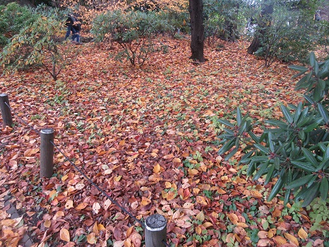 落ち葉の絨毯