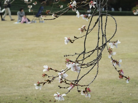 今日の祝日は、皇居の庭で一番美しい花はなにか？と考えながら過ごすのがいいかも。冬桜に藪つばき、石蕗の黄色い絨毯…。／12/23=旧11/25・己卯