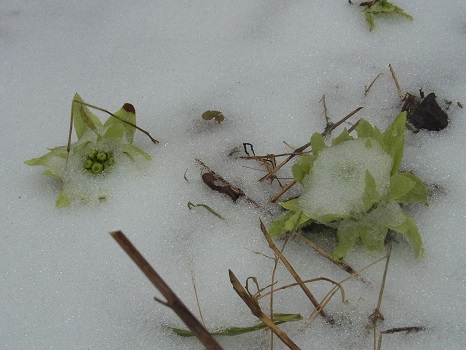 蕗の薹in雪