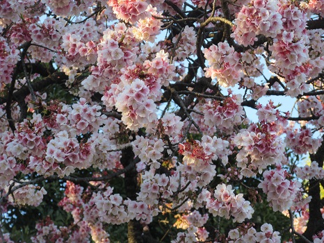 梅花見で出くわした、寒桜の饗宴！ということで、プレ桜観察も同時スタート。変に忙しき春(‘◇’)ゞ／2/21=旧1/25・己卯