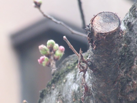 春彼岸帰省中ですが、東京の私の桜標本木（←勝手にここと決めてる）の様子をここに。／3/18＝旧2/21・甲辰
