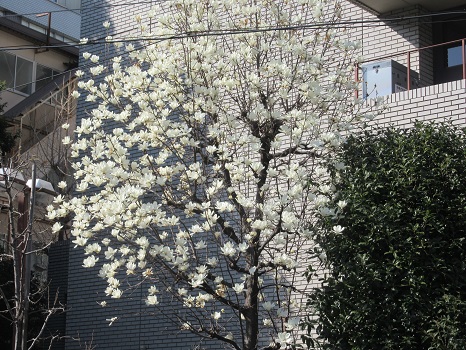 白木蓮早咲き