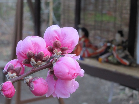 今日は、桃の節句 お雛祭りっ！今年は、リアル桃咲くなかに飾られたお雛様を！／3/3=旧2/6・己丑