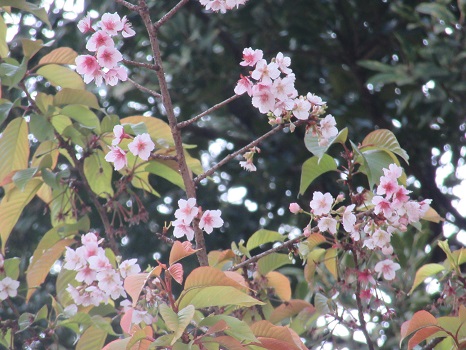 葉桜の寒桜