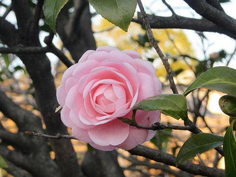 1945年東京大空襲の日は、1990年東京都平和の日。花咲き誇る今日はそんな日。／3/10=旧2/13・丙申