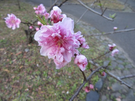 七十二候は「桃始笑（ももはじめてさく）」に。桃の花ったら、ホントに笑ってるみたいに咲くんだよねぇ。／3/12=旧2/15･戊戌
