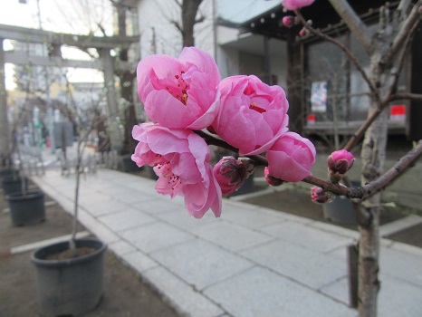 七十二候は「桃始笑」に。東京では桃の木ないけど咲いてるの？ あるとこにはある。ちゃんと咲き始めてます(*´艸`*)／旧暦2/6・戊申