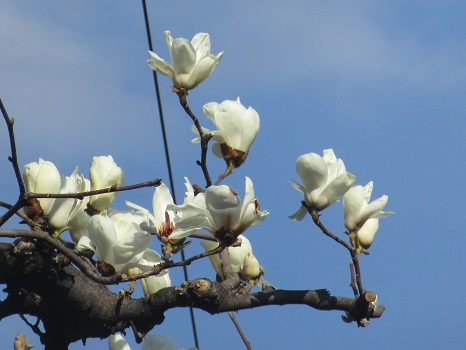 木の芽時の花芽観察。「白木蓮」の花芽がふかふか膨らみ…あら、もう咲いた？／3/14=旧2/17・庚子