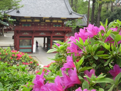 根津神社のつつじまつり。早咲き、中咲き、遅咲きと楽しむのがツウ…。今年も結局中咲きから。／4/26=旧4/1・癸未・新月