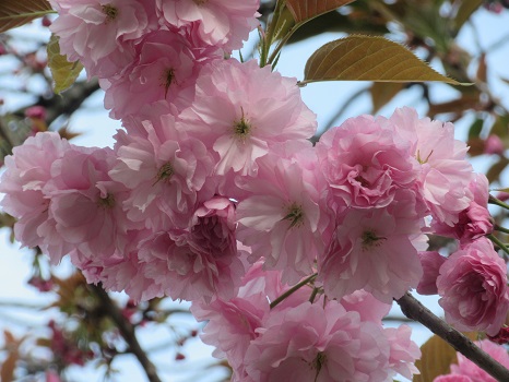 今日は、春土用入り。なのにまだまだ桜咲く…八重だけどね。ってことで「上野公園桜図鑑Ⅲ-②」ですっ！／旧暦3/13・甲申