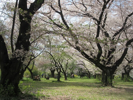 私のベスト・オブ・桜景色は、ここ 小石川植物園の桜並木。もしや散り桜の今のほうが美しくない？／4/13=旧3/17・庚午