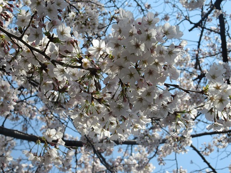 さあさ、立春から60日目を過ぎて、江戸人に倣えば一重桜の見ごろ。染井吉野の様子はどうだ？／4/6=旧3/10・癸亥