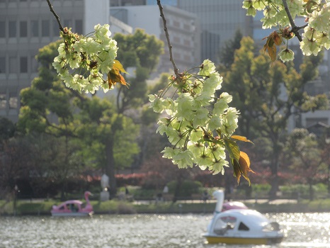 立春から70日を過ぎて、さてさて、桜リレーは八重にバトンを渡したかな？／4/16=旧3/20・癸酉
