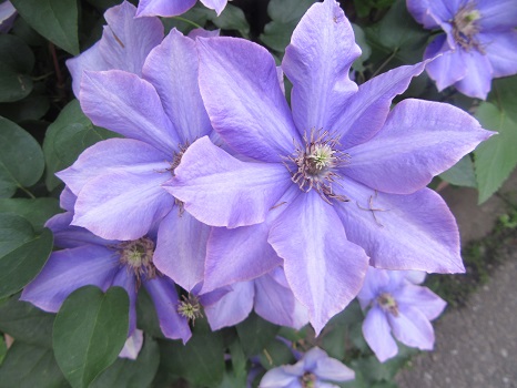 紫の花咲き始めると…梅雨近し。そして夏近し…。／5/18=旧4/23・乙巳