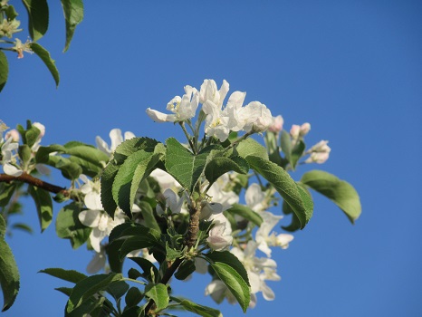 初夏の休みの七十二候は「牡丹」と「蛙」。福島ではそこに「林檎の花」を足してみたい。今が満開！／5/7＝旧4/12・甲午