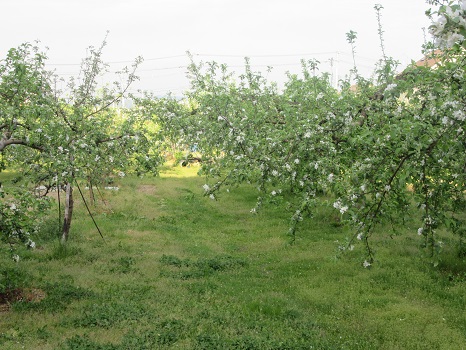 リンゴ畑