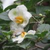 白い「夏椿」咲く。鴎外の庭にも咲いたら、眺めつつお茶…とささやかな予定を入れた。／旧暦5/15・丁卯