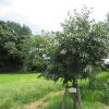 この樹は特別な「長崎の柿の樹」。今日8月9日の長崎の日に、たわわに希望を実らせてくれています。／旧暦6/18・戊辰