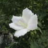 「白木槿」に白い「百日紅」が最後にひっそり咲いて、去りゆく夏…のはず。もう残暑とかいいから…。／旧暦7/14・甲午