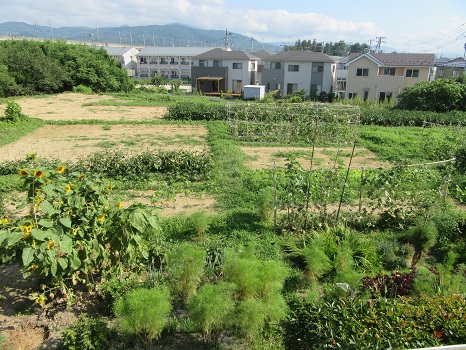 福島の裏の畑