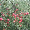 今年のりんごは大豊作の予感？柿は、豊作すぎて、もはや食べすぎ”(-“”-)”in福島。／旧暦9/17・丙申