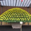 新宿御苑の菊まつり「菊花壇展」は、やっぱりいいわぁおススメです。が、あらら？もう今日までかぁ…。／11/15=旧9/27・丙午