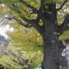 七十二候が「閉塞成冬」の東京は青空の日々。そして、銀杏の黄葉も終盤で、紅葉狩りもこれで最後。／旧暦10/22・庚午