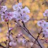 東京の桜花見は、実は始まっている？ 上野の冬桜・十月桜が密かに静かに咲き誇ってます🌸。／旧暦10/28・丙子