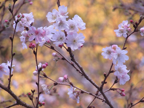 上野十月桜