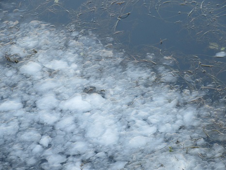池が凍る
