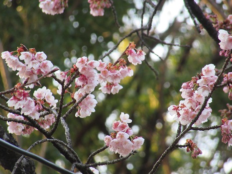 寒桜桜並木