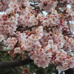 いよいよ「寒桜」も咲く。寒い寒いといっても、上野公園には春便りが届いてますね。／旧暦12/27・乙亥