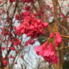 2018年桜リレーは「寒緋桜」にバトンが渡りましたっ！「冬桜」⇒「寒桜」⇒「寒緋桜」の次はいよいよ、あの桜の開花宣言🌸。／旧暦1/26・甲辰