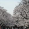 花冷えとはいえ、おかげで今年の桜は花の頃が長くて(´▽｀) ホッ。満を持して「上野公園桜図鑑 Ⅱ」いってみますっ🌸／旧暦2/27・己巳
