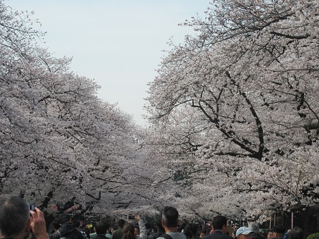 上野桜並木