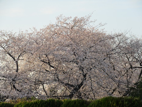 谷中霊園の桜並木