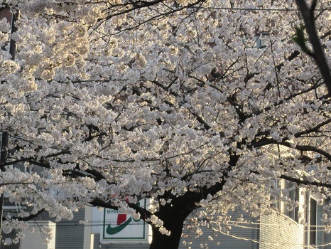 コンビニ前の桜
