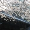 我流の花見は、早朝の桜見物。ただひたすら、桜を点々と独り占めしつつ追ってゆきます。／旧暦2/13・庚申