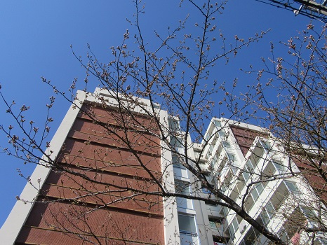 駒込図書館の桜