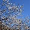 ココが桃源郷かと思う場所へ。っても「桃」じゃなくて「梅」だけど。梅花見 in 小石川植物園。／旧暦1/18・丙申