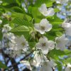 上野恩賜公園には、染井吉野含めて桜が52種!！と知れば探すね。まずは7種！！今一押しは大島桜。ああ、全部見たい😊。／旧暦2/14・辛酉