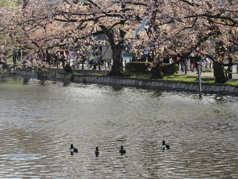 桜を眺める水鳥たち