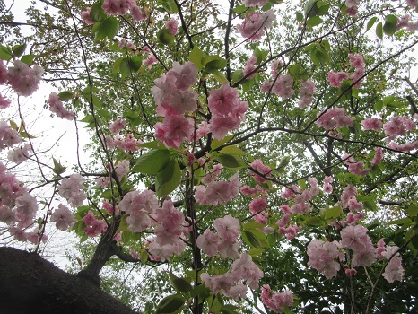 牧野庭園の桜