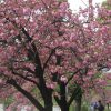 桜リレーは、八重桜ゴールで、2018年も終了(:_;)。思い出取り出し、今年の桜を総括(‘∀‘)。／旧暦2/28・乙亥