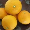 春柑橘の旬には、１種類ずつ食べたい。…がばら売りされないので「清見」ひとやま。／旧暦2/27・甲戌