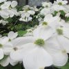 夏近づけば、愛でて涼をとりたい「白い花」。どれだけある？けっこうたくさん(´▽｀) 。が、花の頃はやっぱ早っ(◎_◎;)。／旧暦3/13・庚寅