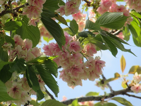 上野公園 うこん桜